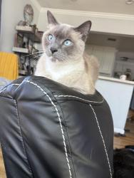 Lost Male Cat last seen Wardlow/ Norwalk , Long Beach, CA 90808