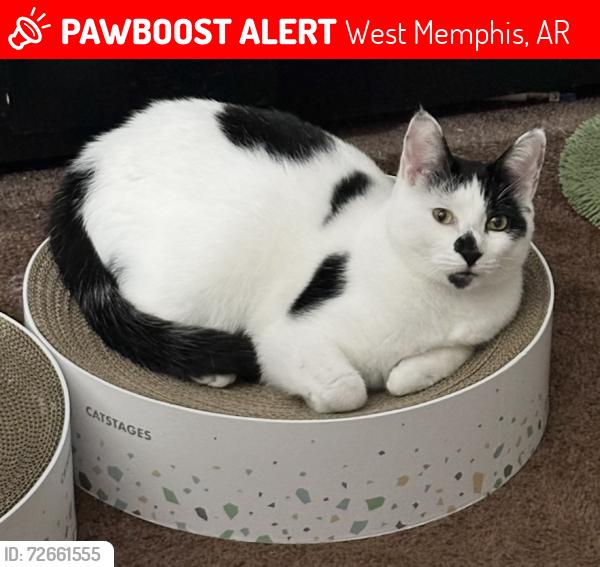 Lost Male Cat last seen West Bond Ave, West Oliver Ave, West Memphis, AR 72301