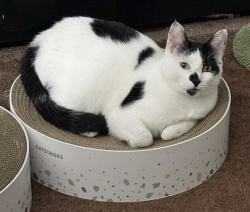 Lost Male Cat last seen West Bond Ave, West Oliver Ave, West Memphis, AR 72301