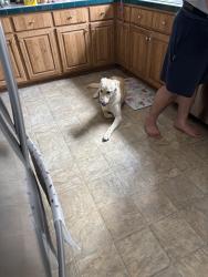 Lost Male Dog last seen Near , Springtown, TX 76082