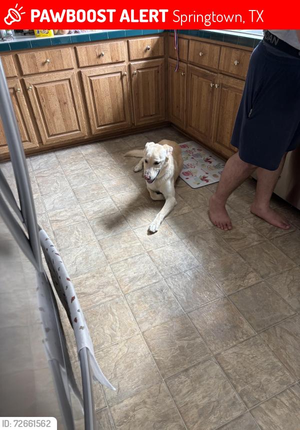 Lost Male Dog last seen Near , Springtown, TX 76082