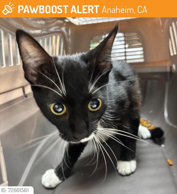 Found/Stray Unknown Cat last seen Westchester Dr, Anaheim, CA 92803