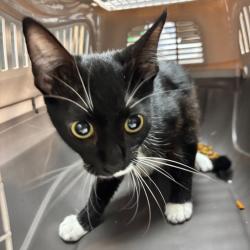 Found/Stray Unknown Cat last seen Westchester Dr, Anaheim, CA 92803