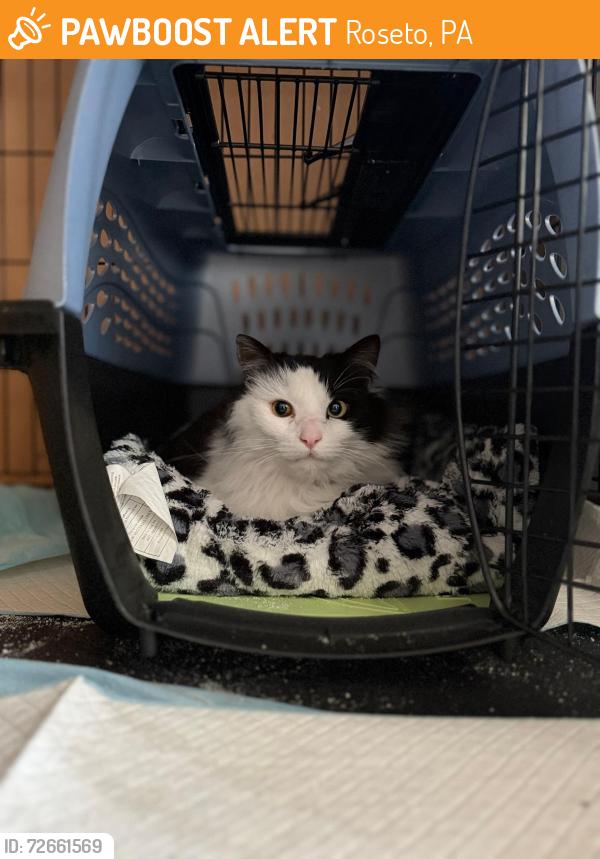 Found/Stray Unknown Cat last seen garibaldi Avenue, Roseto, PA 18013