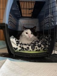 Found/Stray Unknown Cat last seen garibaldi Avenue, Roseto, PA 18013