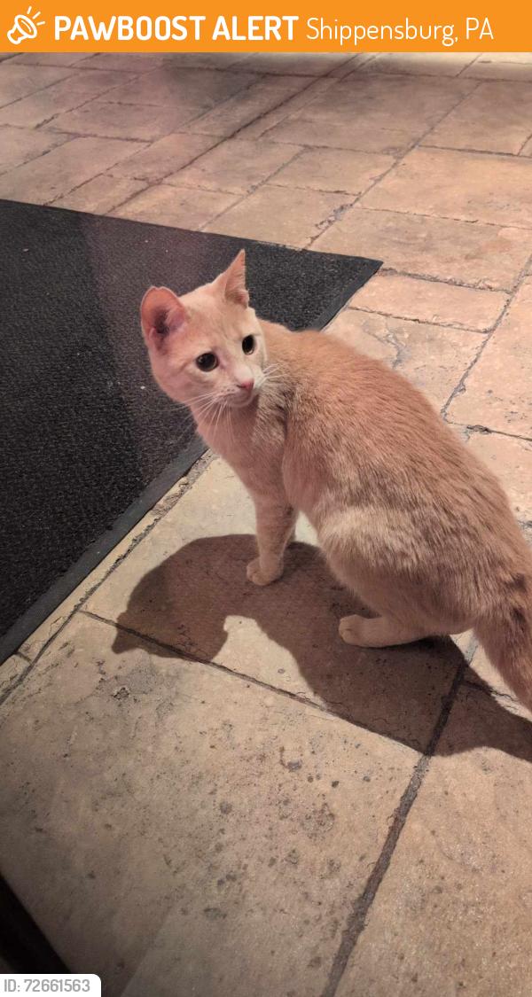Found/Stray Unknown Cat last seen Parx Casino Shippensburg, Shippensburg, PA 17257
