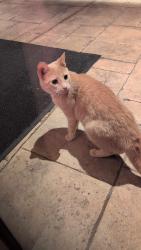 Found/Stray Unknown Cat last seen Parx Casino Shippensburg, Shippensburg, PA 17257