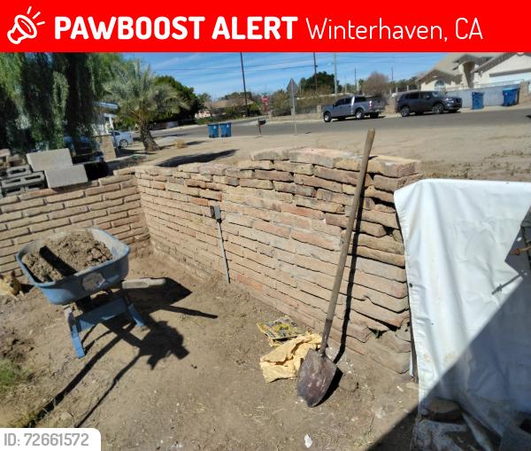 Lost Male Dog last seen wenterhaven, Winterhaven, CA 92283