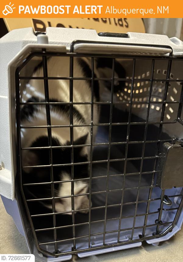 Found/Stray Unknown Cat last seen Kirtland AFB, Albuquerque, NM 87123