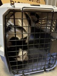 Found/Stray Unknown Cat last seen Kirtland AFB, Albuquerque, NM 87123
