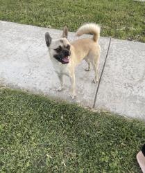 Found/Stray Male Dog last seen Alder, Fontana, CA 92334