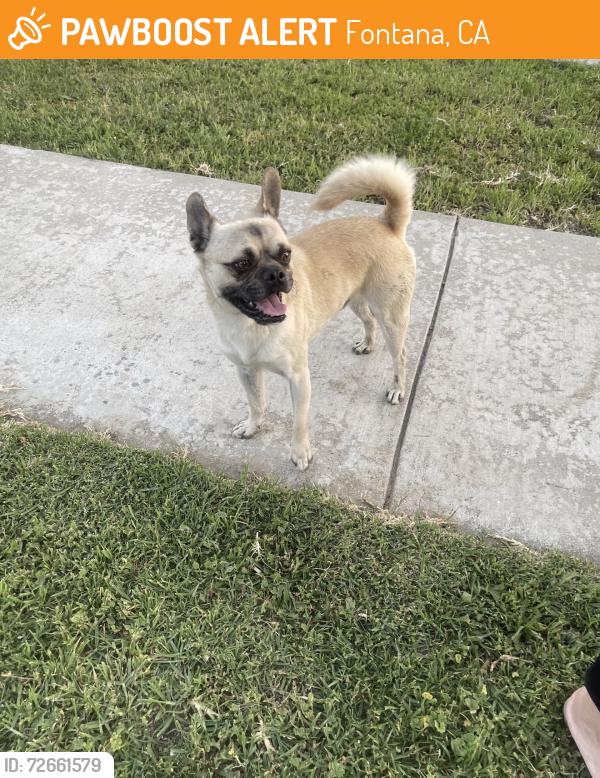 Found/Stray Male Dog last seen Alder, Fontana, CA 92334