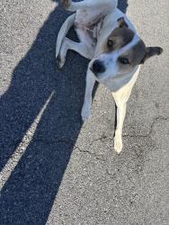 Found/Stray Female Dog last seen Massie st and mccain blvd, North Little Rock, AR 72118
