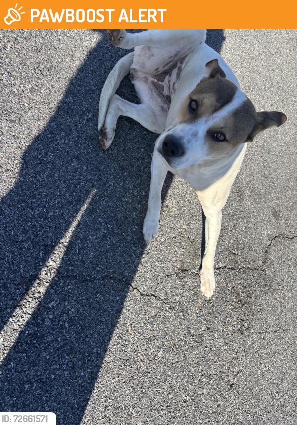 Found/Stray Female Dog last seen Massie st and mccain blvd, North Little Rock, AR 72118