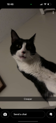 Lost Male Cat last seen Heron on the bluffs apmt complex, Savannah, GA 31406