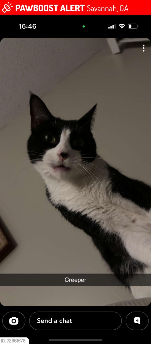 Lost Male Cat last seen Heron on the bluffs apmt complex, Savannah, GA 31406