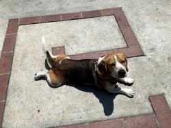 Lost Female Dog last seen Morningside Park, Los Angeles, CA 90043