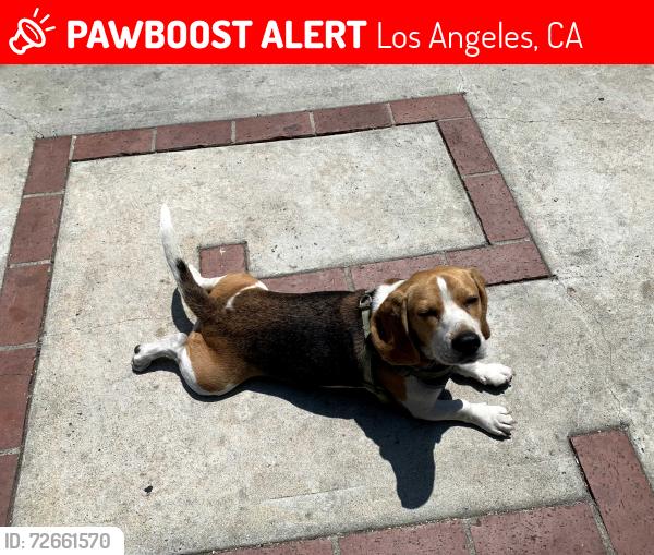 Lost Female Dog last seen Morningside Park, Los Angeles, CA 90043