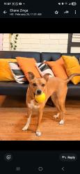 Lost Female Dog last seen Bolm road, Austin, TX 78721