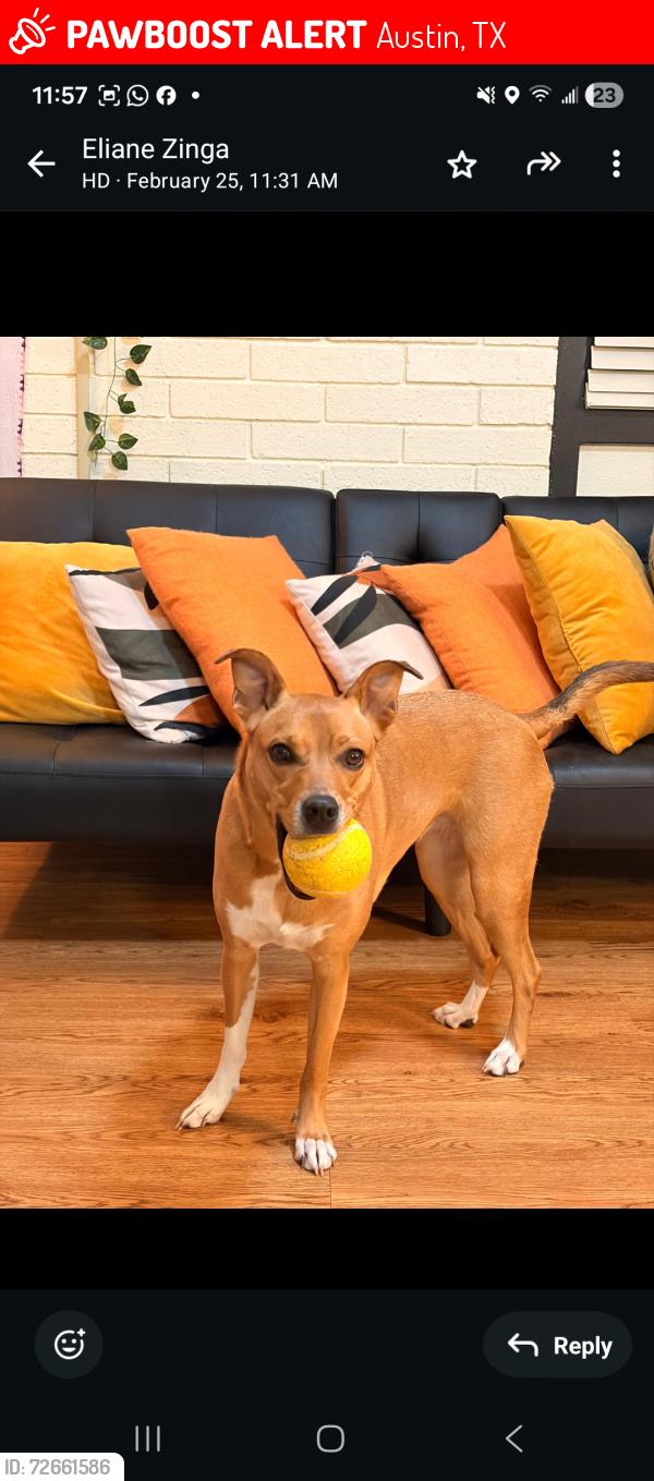 Lost Female Dog last seen Bolm road, Austin, TX 78721