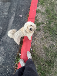 Found/Stray Male Dog last seen Westpond apmts, San Antonio, TX 78227