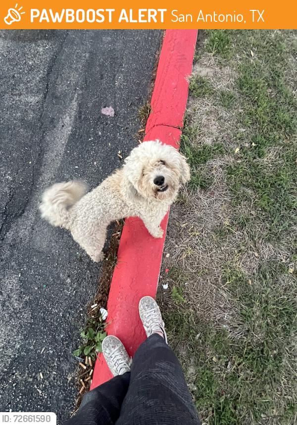 Found/Stray Male Dog last seen Westpond apmts, San Antonio, TX 78227