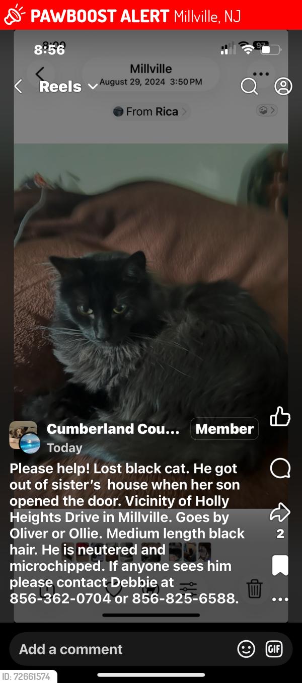 Lost Male Cat last seen Near Hazel blvd, Millville, NJ 08332, Millville, NJ 08332