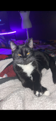Lost Female Cat last seen meadow lark crossing, canton ga, Canton, GA 30114