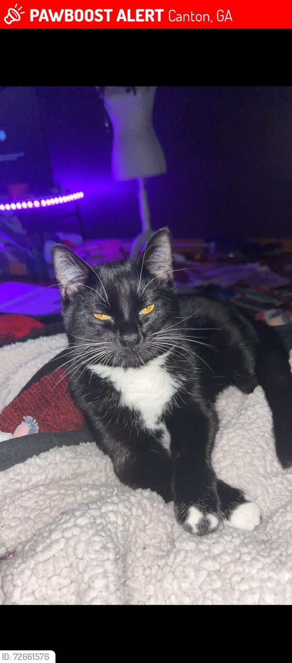 Lost Female Cat last seen meadow lark crossing, canton ga, Canton, GA 30114