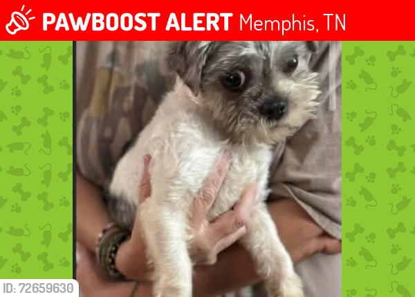 Lost Male Dog last seen Abandoned hse across street , Memphis, TN 38127