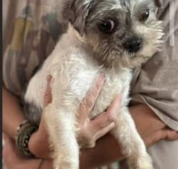 Lost Male Dog last seen Abandoned hse across street , Memphis, TN 38127