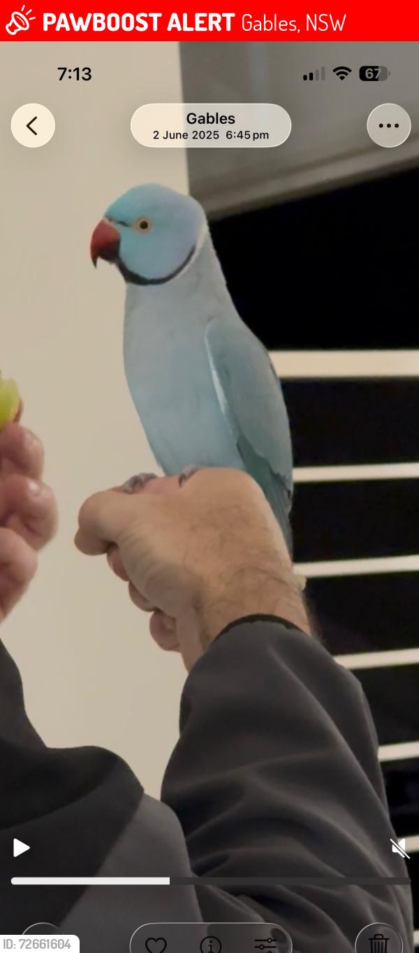 Lost Male Bird last seen Jazz street and Sundowner Patkway, Gables, NSW 2765