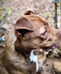Lost Female Dog last seen Interstate Bridge joining Lanett and Valley AL, Lanett, AL 36863