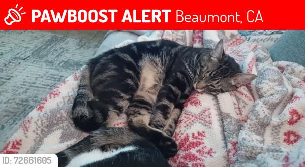 Lost Male Cat last seen Hogan Dr  and Trevino trail , Beaumont, CA 92223