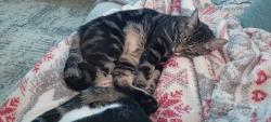 Lost Male Cat last seen Hogan Dr  and Trevino trail , Beaumont, CA 92223