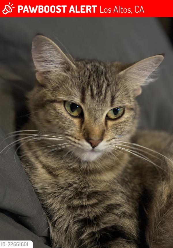 Lost Female Cat last seen Arboretum Drive, Los Altos, CA 94024