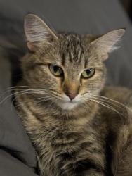 Lost Female Cat last seen Arboretum Drive , Los Altos, CA 94024