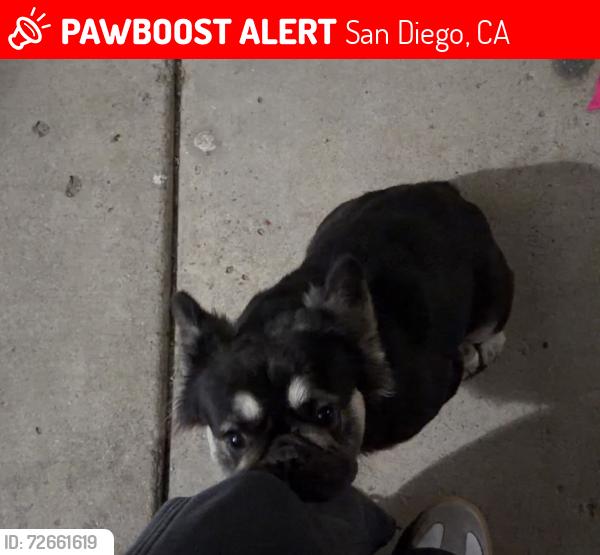 Lost Female Dog last seen Near Goodyear street, San Diego, CA 92113