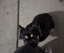 Lost Female Dog last seen Near Goodyear street, San Diego, CA 92113