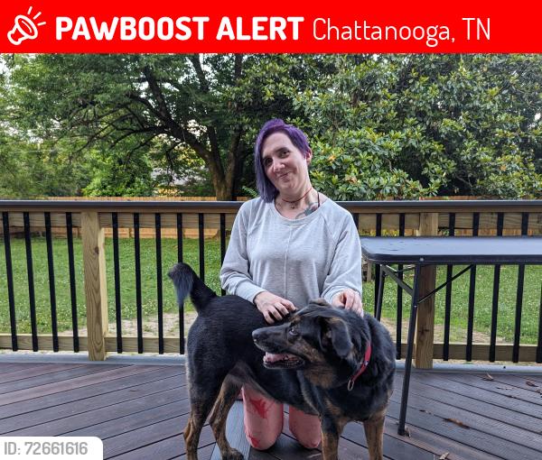 Lost Male Dog last seen Near Norcross Rd , Chattanooga, TN 37343