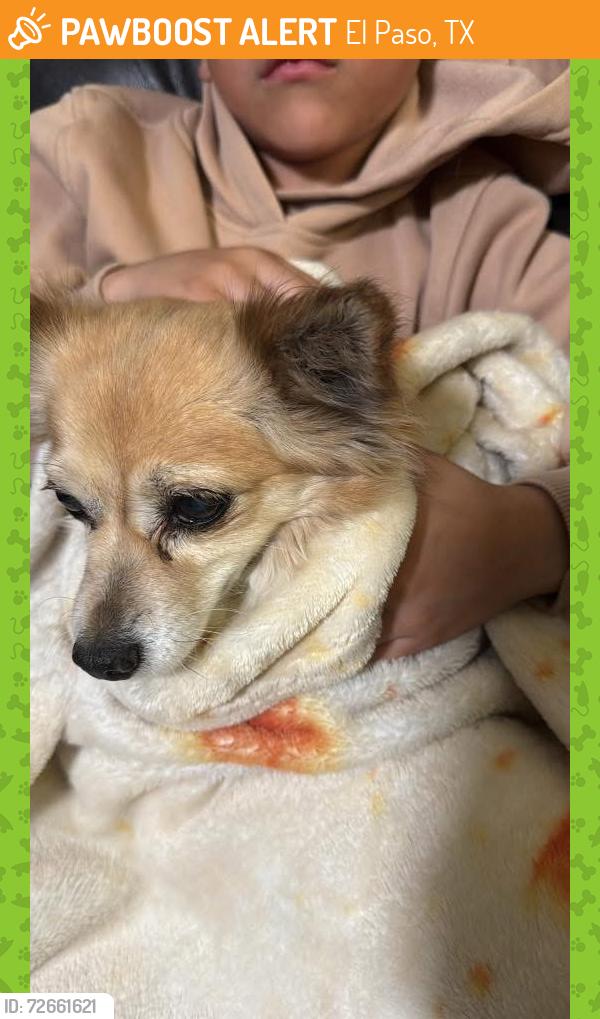 Found/Stray Unknown Dog last seen Edgmere, El Paso, TX 79936