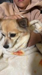 Found/Stray Unknown Dog last seen Edgmere, El Paso, TX 79936