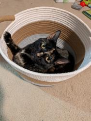 Lost Female Cat last seen Castlebay ct , Fayetteville, NC 28303