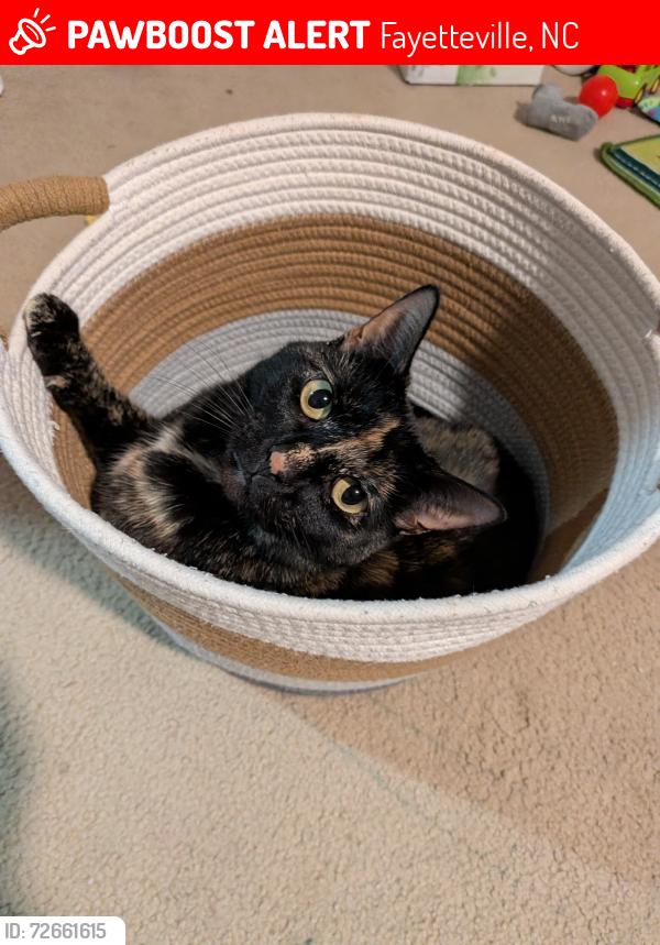 Lost Female Cat last seen Castlebay ct , Fayetteville, NC 28303