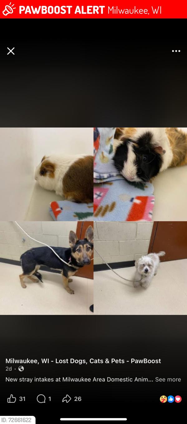 Lost Female Dog last seen Near north 44street , Milwaukee, WI 53210