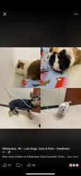 Lost Female Dog last seen Near north 44street , Milwaukee, WI 53210