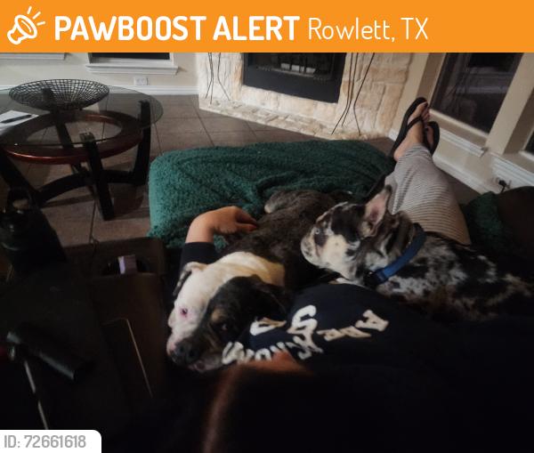 Found/Stray Male Dog last seen Waterview Pkwy rowlett, Rowlett, TX 75089