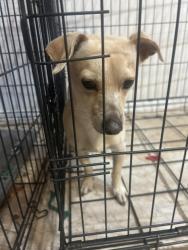 Found/Stray Male Dog last seen Cary and owens, Clark County, NV 89109