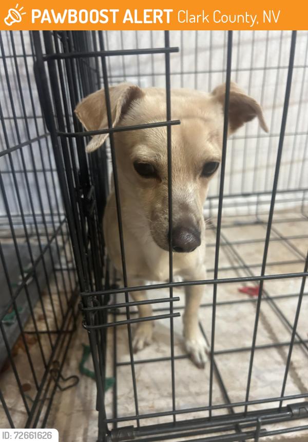 Found/Stray Male Dog last seen Cary and owens, Clark County, NV 89109