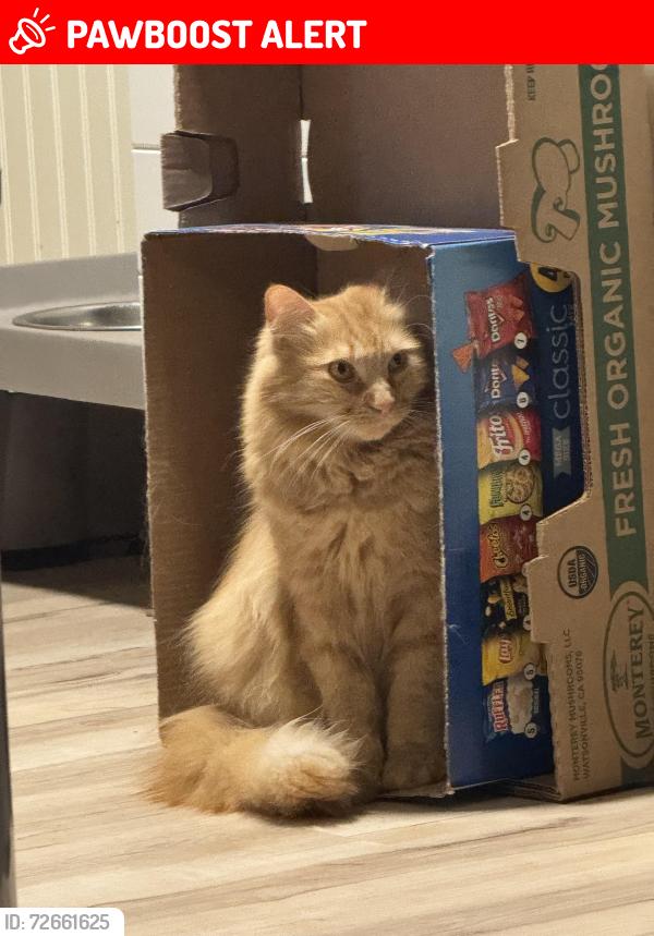 Lost Male Cat last seen Near , Apache Junction, AZ 85119